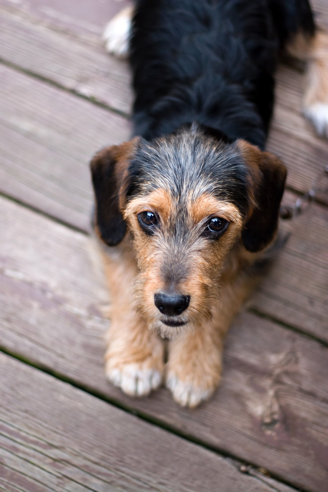 Terrier airedale – co to?