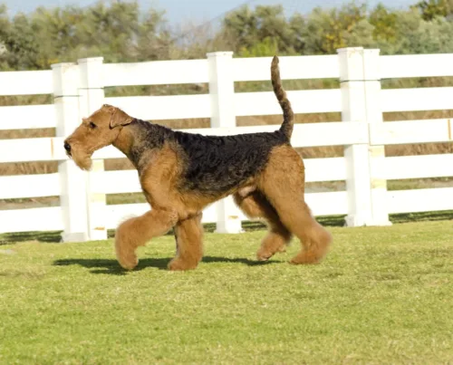 Airedale terrier opis rasy