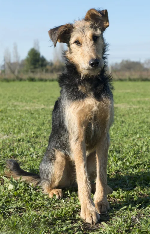 Jaki charaker ma Airedale terrier