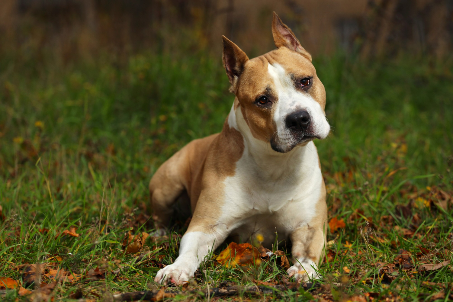 Pit bull terrier – historia rasy
